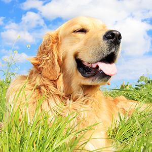 Cornstarch 100% Compostable Biodegradable Dog Poop Bags, Dispenser With Recycle Waste Bag/Compostable Dog Waste Bags 2