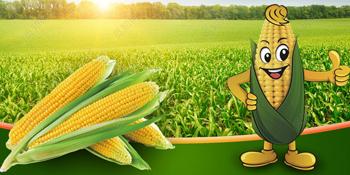 Biodegradable disposable compostable plastic bag and corn starch bag, Eco friendly biodegradable compostable plastic bag 2