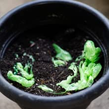 Food Waste Caddy Liner, Biodegradable Bin Liner, Compostable Garbage Bag, Compostable Biodegradable Food Packaging Bag 0