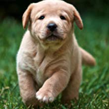 Cleaning Multicolor Eco Friendly Biodegradable Dog Poop Bag, Pet Excrement Cleaning, Dog Cleaning Supplies Eco Customize 4