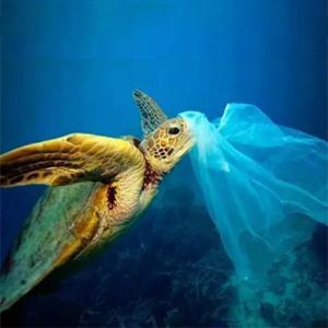 Promotional Cheap Custom Eco-Friendly Compostable Food Waste Bags, Eco Friendly Compostable Biodegradable Food Bags With 1