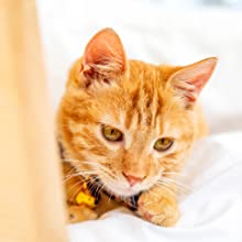 Kitchen Bath Bedroom Car Biodegradable & Compostable Transparent Poly Flat Bags On Roll With Paper Core For Supermarket 6