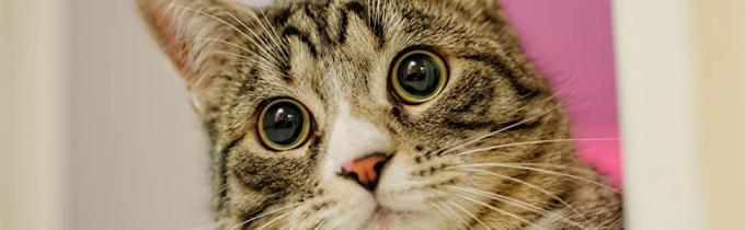 Compost Cornstarch 100% Compostable Bio Degradable Vest Shopping Plastic Bags, Compostable Vietnam Shopping Packed Bags 0