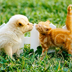 Dog Poop Bag Dispenser Dog Poop Bag Pet Waste Bag, Pet Waste Bag Outdoor Dog Cleaning Bags Biodegradable Poop Bags 6