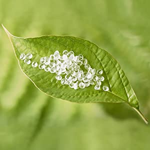 COMPOST Mailers Shipping Envelopes Bag, Security Mailing Package For Delivery, Biodegradable Mail Bag 0