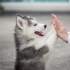 Earth Friendly 4 Rolls Refills Compostable Doggie Bag Poop,Super Thick And Leak-Proof corn starch compostable bio eco 6