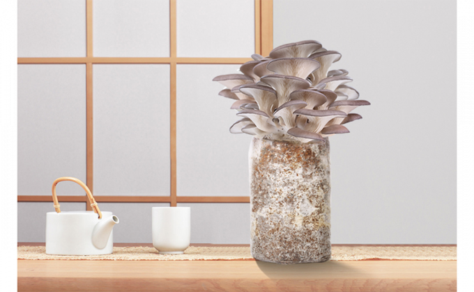 Norbane Bag 20 Counts Mushroom Substrate Bag, Mushroom Grow Bag, Mushroom Myco Bag,Mushroom Spawn Bag 0