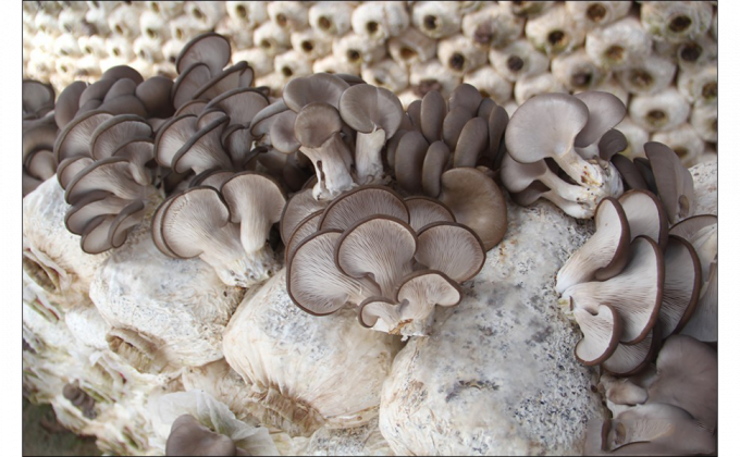 Norbane Bag 20 Counts Mushroom Substrate Bag, Mushroom Grow Bag, Mushroom Myco Bag,Mushroom Spawn Bag 1