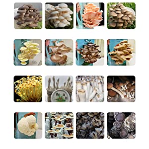 Norbane Bag 20 Counts Mushroom Substrate Bag, Mushroom Grow Bag, Mushroom Myco Bag,Mushroom Spawn Bag 4