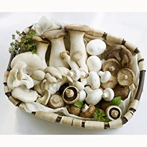 Norbane Bag 20 Counts Mushroom Substrate Bag, Mushroom Grow Bag, Mushroom Myco Bag,Mushroom Spawn Bag 5