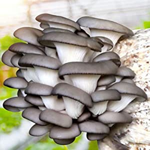 Norbane Bag 20 Counts Mushroom Substrate Bag, Mushroom Grow Bag, Mushroom Myco Bag,Mushroom Spawn Bag 6