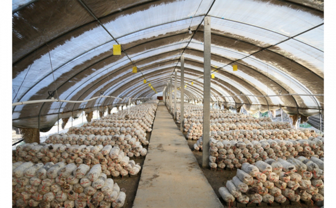 Norbane Bag 20 Counts Mushroom Substrate Bag, Mushroom Grow Bag, Mushroom Myco Bag,Mushroom Spawn Bag 7