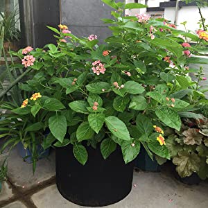 Heavy Duty 300G Thickened Nonwoven Plant Fabric Pots Strap Handles Garden Plant Bags / 6-Packs 5 Gallon Grow Bags/Aerati 1