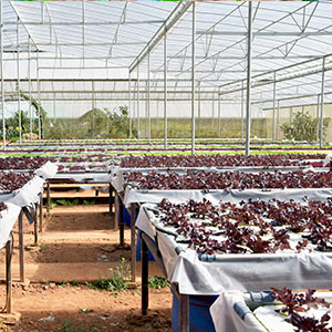 Plastic Tarp, Plastic Mulch, Weed Barrier, Concrete Moisture, Vapor Barrier, Construction Film, Lumber Tarp, Ground Cove 8