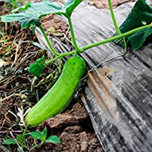 Plastic Tarp, Plastic Mulch, Weed Barrier, Concrete Moisture, Vapor Barrier, Construction Film, Lumber Tarp, Ground Cove 10