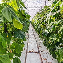 Plastic Tarp, Plastic Mulch, Weed Barrier, Concrete Moisture, Vapor Barrier, Construction Film, Lumber Tarp, Ground Cove 11