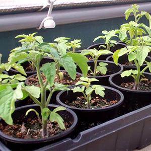 Commercial Aquaponics Growing Systems Agricultural Greenhouse Indoor Hydroponics Plant Net Basket Hydroponic Vegetable 3