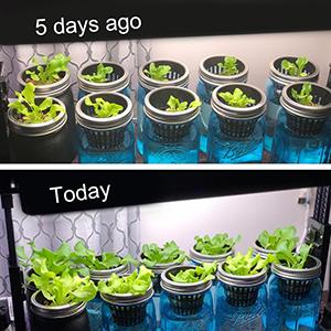 Commercial Aquaponics Growing Systems Agricultural Greenhouse Indoor Hydroponics Plant Net Basket Hydroponic Vegetable 4