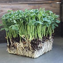 Plastic Flower Pots, Water Cans, Garden Growing Trays with Drain Holes, Microgreens Seed Tray, Hydroponic Trays, Nursery 2