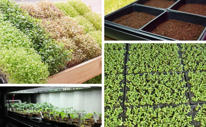 Plastic Flower Pots, Water Cans, Garden Growing Trays with Drain Holes, Microgreens Seed Tray, Hydroponic Trays, Nursery 5
