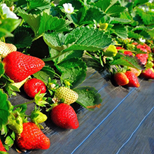 Garden Weed Barrier Landscape Fabric Durable & Heavy-Duty Weed Block Gardening Mat, Easy Setup & Superior Weed Control 3