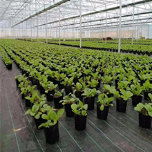 Garden Weed Barrier Landscape Fabric Durable & Heavy-Duty Weed Block Gardening Mat, Easy Setup & Superior Weed Control 4