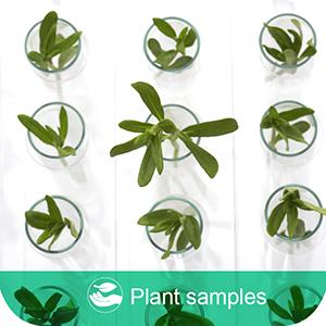 Round Shape Plastic Clear Box, Plastic Round Box/Printing Cylinder Box/Round Tube Box With Lid 3