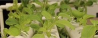 Potato Plant Pot With Plastic Material,Planting Pots Potato Basin, Hydroponic Vertical Growing Systems PP Plant Flower