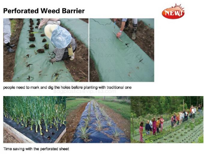 Perorated weed barrier,mulch film with hole,pe film with dotsservering